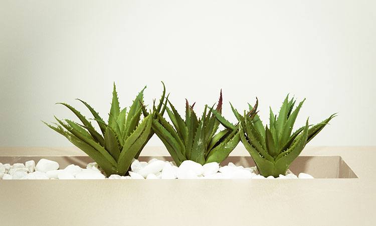 condo_plants_suntrust_aloevera