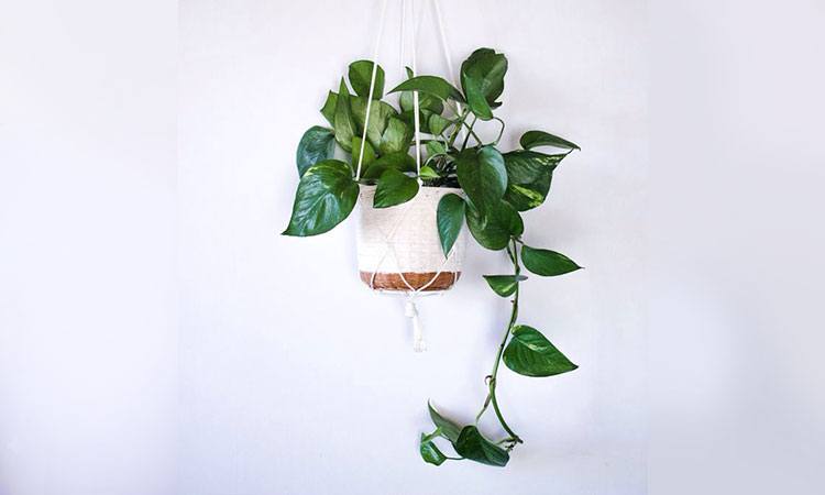 condo_plants_suntrust_pothos