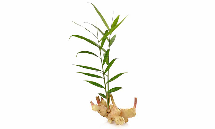 edible-house-plants-suntrust-ginger