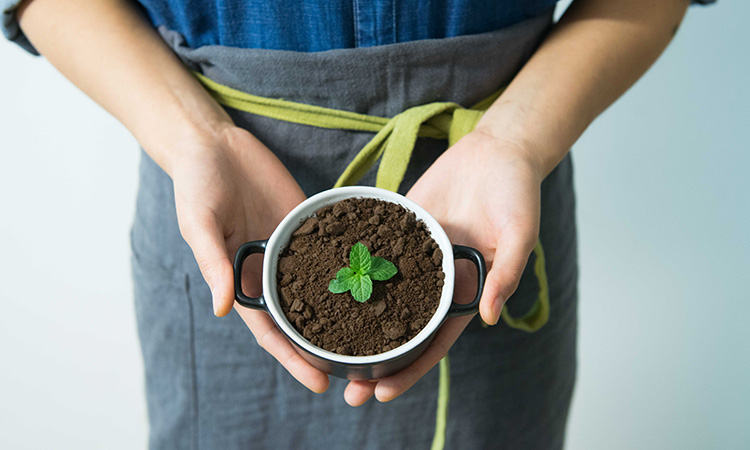 Edible-house-plant-suntrust-mint