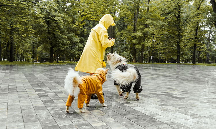 umbrella and raincoat